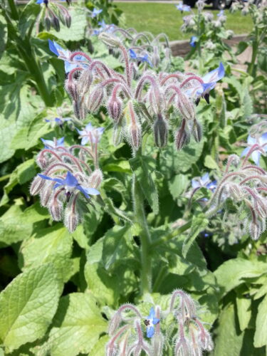 Borage The Brave!